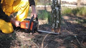 Best Tree Maintenance Programs  in Garfield Heights, OH